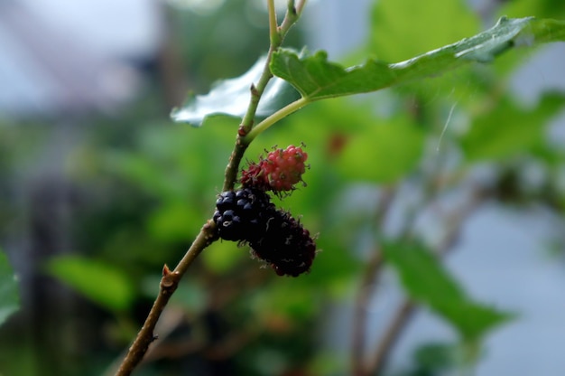 Foto foto de uma planta de morango