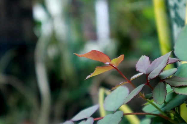 Foto foto de uma planta de rosa