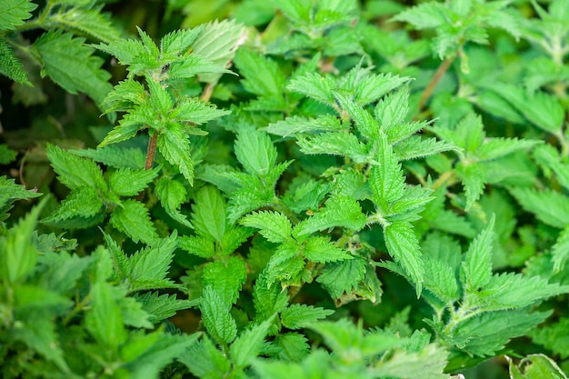 Foto de uma planta de urtiga. Urtiga com folhas verdes fofas. A urtiga planta cresce no solo. Plantar.