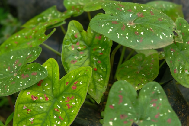 Foto de uma planta em formato de coração em uma cor bonita e atraente