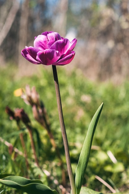 Foto de uma tulipa no jardim