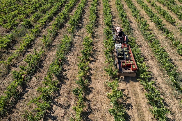 Foto de visão de drone de um trator em um campo de vinhedo