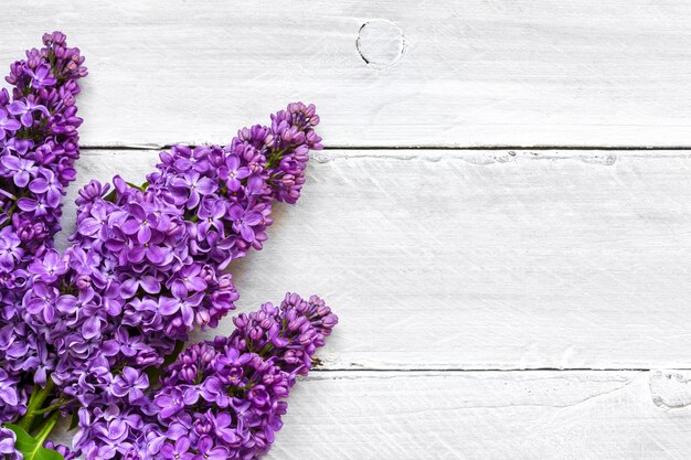 Foto foto de vista superior plana leigos de flores da primavera lilás. buquê de flores lilás sobre fundo branco