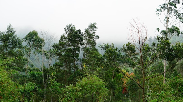 foto de vistas da montanha cheia de árvores