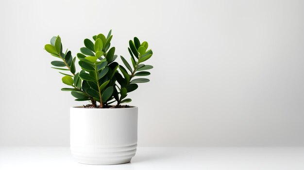 Foto de Zamioculcas zamiifolia em pote minimalista como planta de casa para decoração de casa isolada em whit