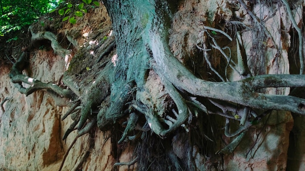 Foto de zoom da ravina de loess natural com raízes de árvores