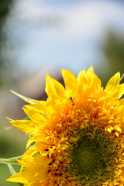 foto decaratine girasol en el jardín