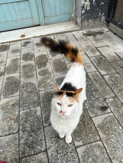 Foto der dreifarbigen Straßenkatze