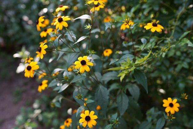 Foto der gelben Kamille im grünen Garten