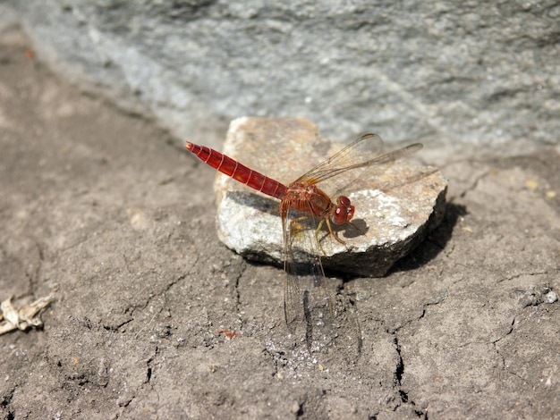 Foto foto der libelle, die im sommer auf einem stein sitzt