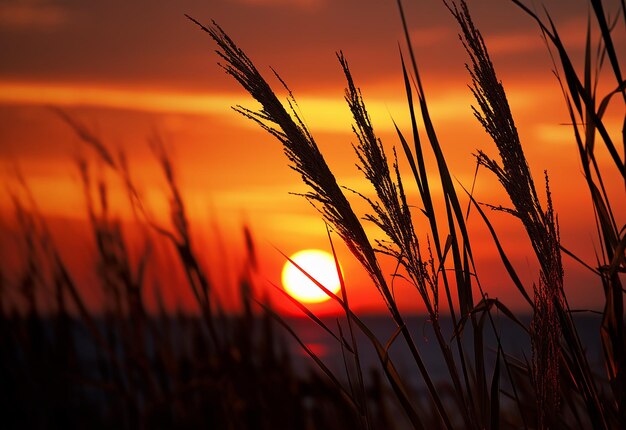 Foto foto der naturlandschaft am abend mit blick auf den fluss und den see schöne bäume