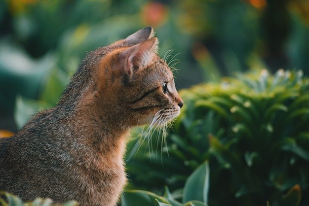 Foto der schönen niedlichen Katze im Garten, nettes Kätzchen, das draußen bei Sonnenuntergang spielt.