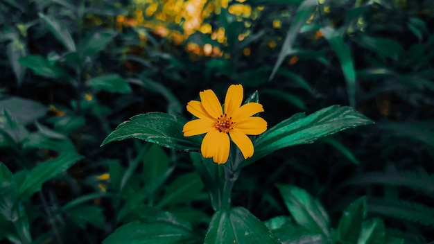 FOTO DER WEDELIA-BLUME (Sphagneticola trilobata)