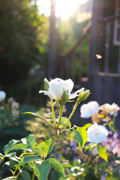 Foto der weißen Rose im Garten