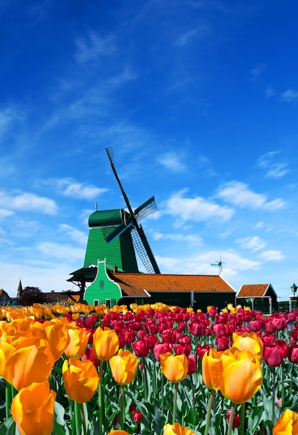 Foto der Windmühle in Holland mit blauem Himmel