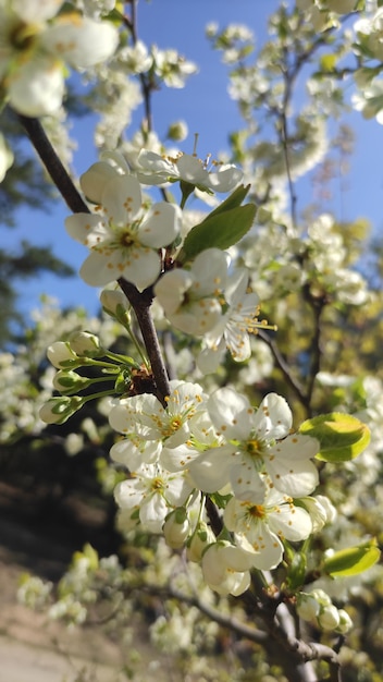 Foto des frühlingsblühenden Obstbaums