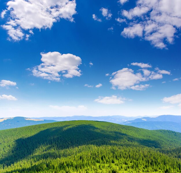 Foto des grünen, nebligen, dicken Karpatenwaldes am Sommertag in den Bergen