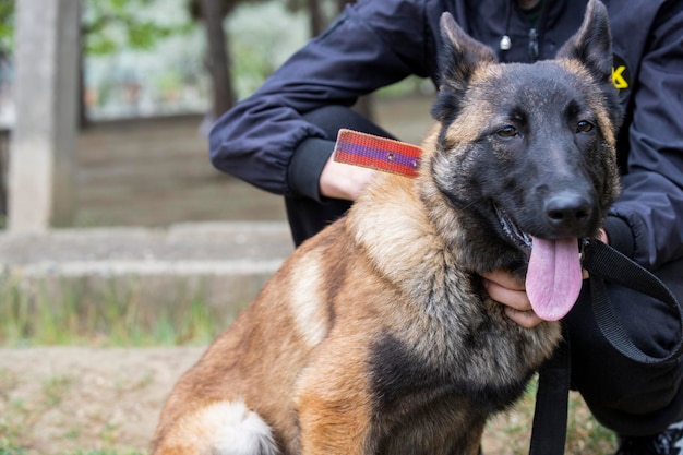 Foto des jungen Schoßhundes Deutscher Schäferhund