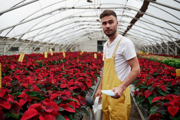 Foto des schönen jungen Kerls im Gewächshaus, das sich um rosa Blumen kümmert.