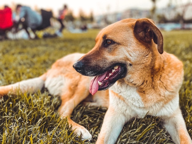 Foto des süßen Hundes im Park