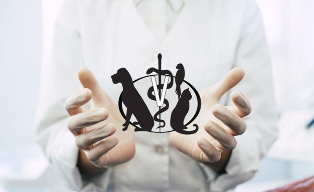 Foto des Tierarztes Hände auf Arbeitsplatzhintergrund, medizinischer Fachmann, der ein virtuelles Tierarztobjekt oder ein Artikelprodukt hält. Gesundheits- und Werbekonzept, Kopierraum
