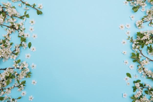 Foto des weißen Kirschblütenbaums des Frühlings auf blauer Oberfläche