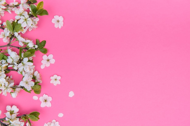 Foto des weißen Kirschblütenbaums des Frühlings auf rosa Oberfläche