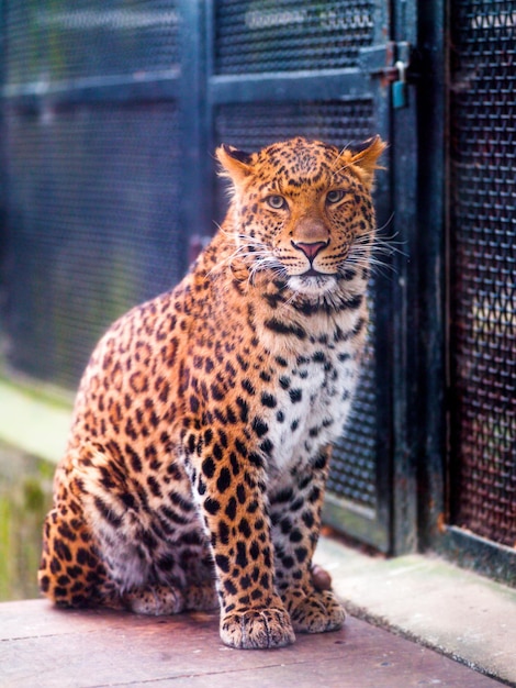 Foto des wilden und räuberischen Zootigers in der Natur