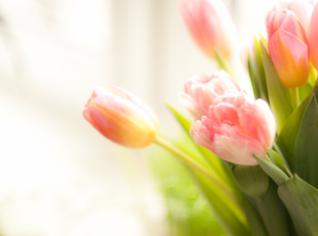 Foto desenfocada de tulipanes rosados de pie en el alféizar de la ventana