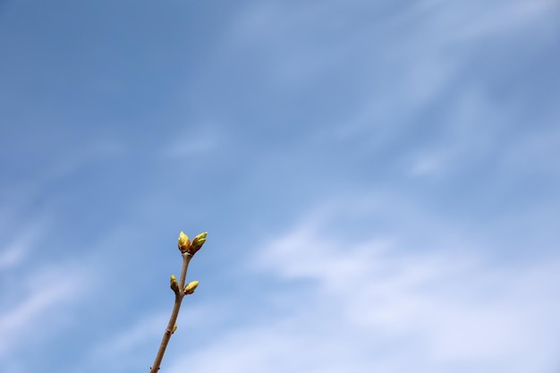 Foto detalhada de uma extremidade de um galho de uma árvore na primavera com botões grandes e contra um céu azul