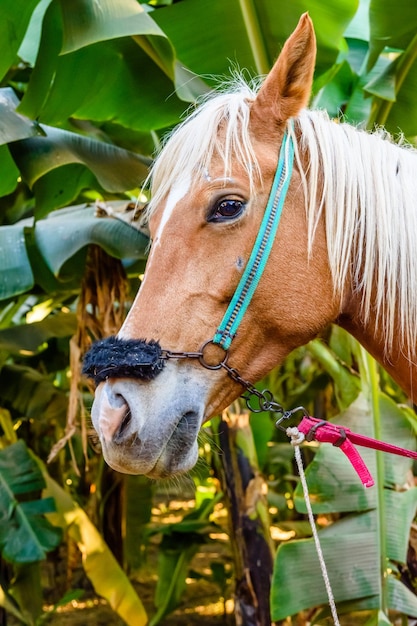 Foto detalhada do perfil do cavalo jovem