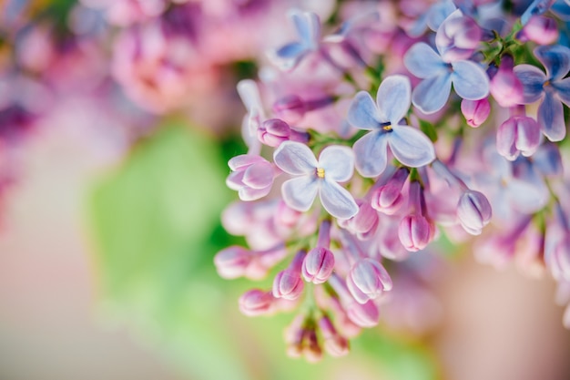 Foto detalhada macro closeup de florescência lindo buquê de ramos lilás