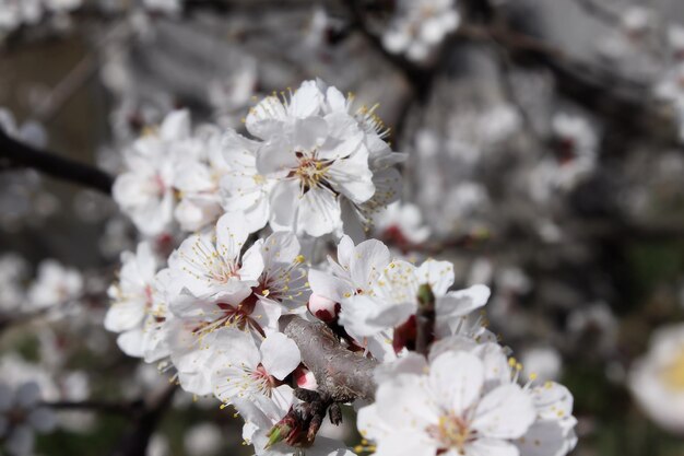 Foto detallada de flores de cerezo florecientes