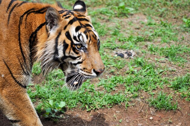 Foto en esta foto el detalle de la cabeza de un tigre de sumatra está abriendo su boca