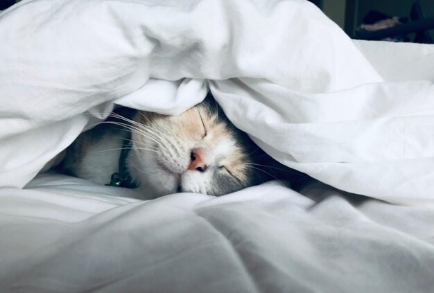 Foto Día Internacional del Gato y el fondo de un lindo gato