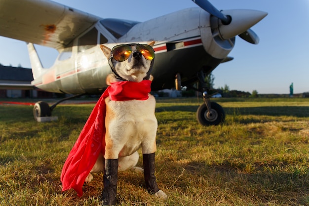 Foto divertida del perro Shiba Inu en traje de piloto en el aeropuerto