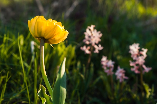 Foto do amante de tulipas amarelas e ensolaradas