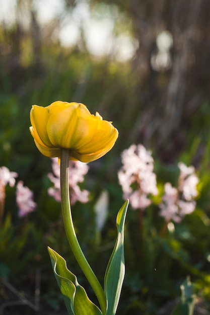 Foto do amante ensolarado da tulipa amarela.