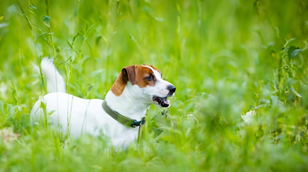 foto do cachorro fofo andando no parque