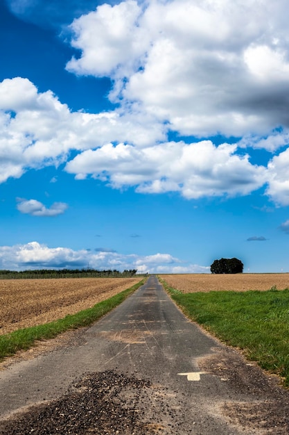 Foto do campo de espinhos de plantas agrícolas na natureza