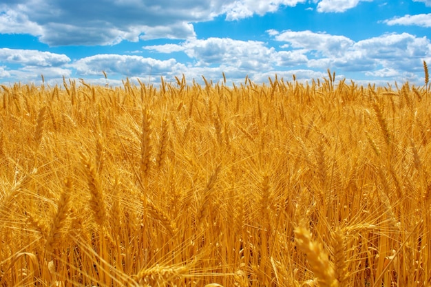 Foto do campo de trigo amarelo com céu azul e nuvens no verão