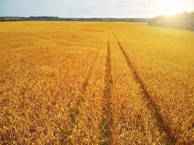 Foto do campo de trigo com céu azul dia de verão