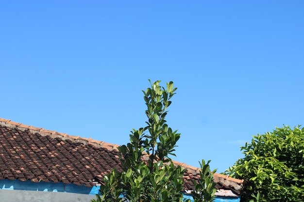 Foto do céu azul acima das telhas da casa