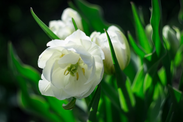 Foto do close-up das tulipas brancas da flor completa no fundo verde. fundo de flores.