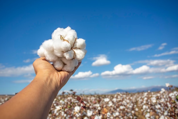 Foto do conceito de agricultura da Turquia Izmir no campo de algodão