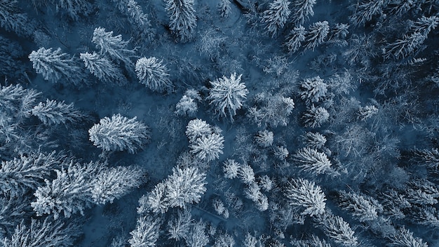 Foto do drone de árvores verdes cobertas de neve após uma nevasca de inverno na lituânia.