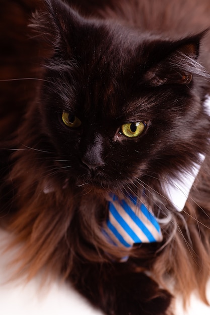 Foto do gato coon principal com gravata listrada. Conceito de negócios