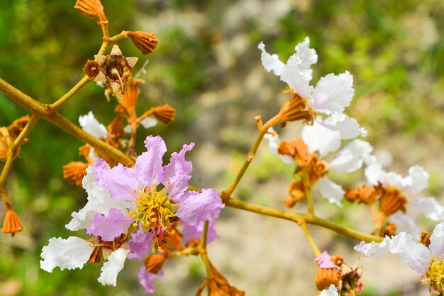 Foto do parque na vila turística de Tanjung Serut