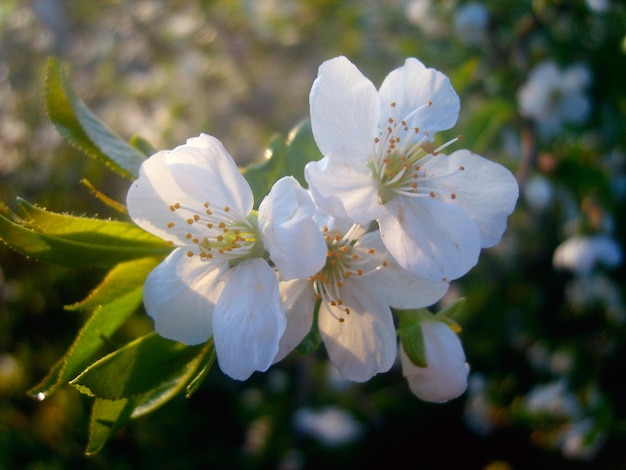 foto do ramo de flor de cerejeira