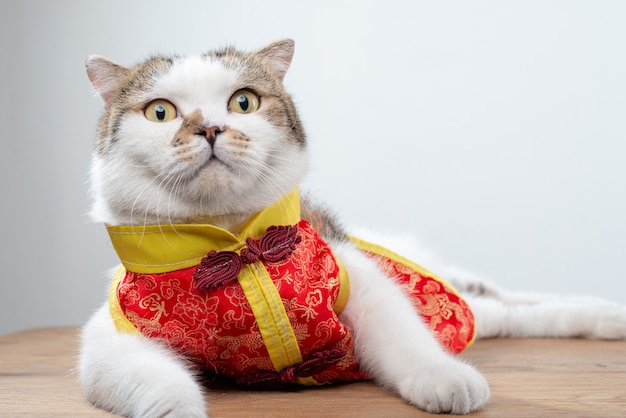 Foto do retrato do gato doméstico bonito do shorthair na roupa do estilo chinês.